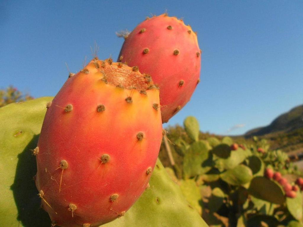 Il Limoneto Di Nonno Corrado Villa Avola Eksteriør bilde