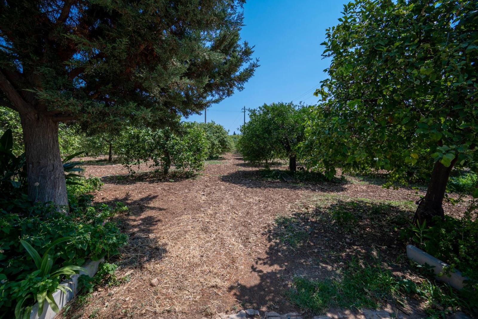 Il Limoneto Di Nonno Corrado Villa Avola Eksteriør bilde