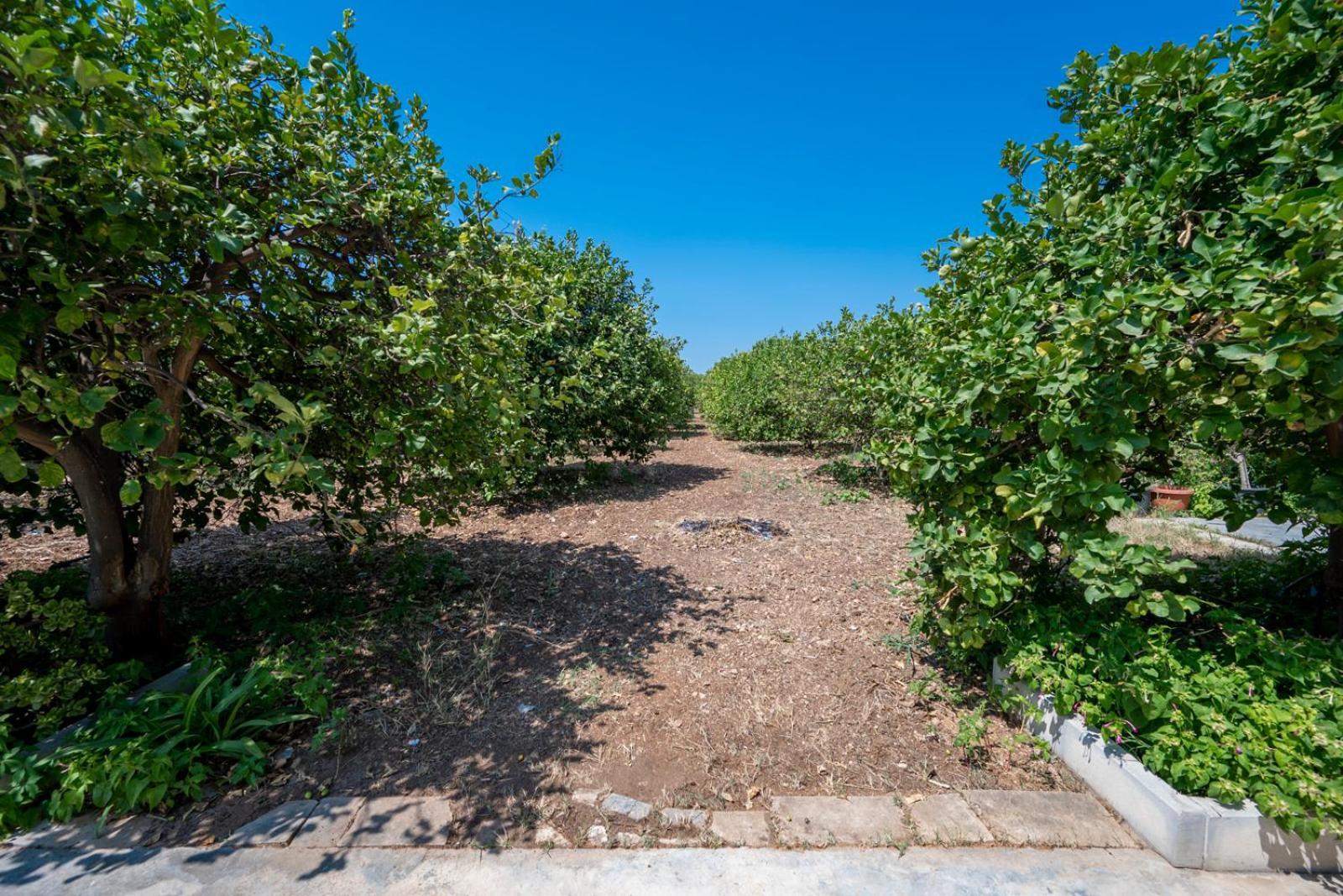 Il Limoneto Di Nonno Corrado Villa Avola Eksteriør bilde